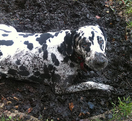 Gus In The Mud