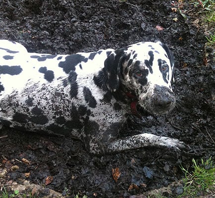 Gus in the mud