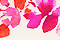 Clair-De-Rose