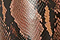 Tawny-Python