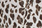 Selvaggio-Animal-Print