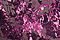 Hot-Pink-Hills