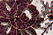 Wenge