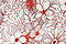 Tisbe-Print