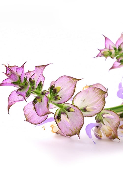 Wildheart Organics Deep Sleep Pillow Mist image